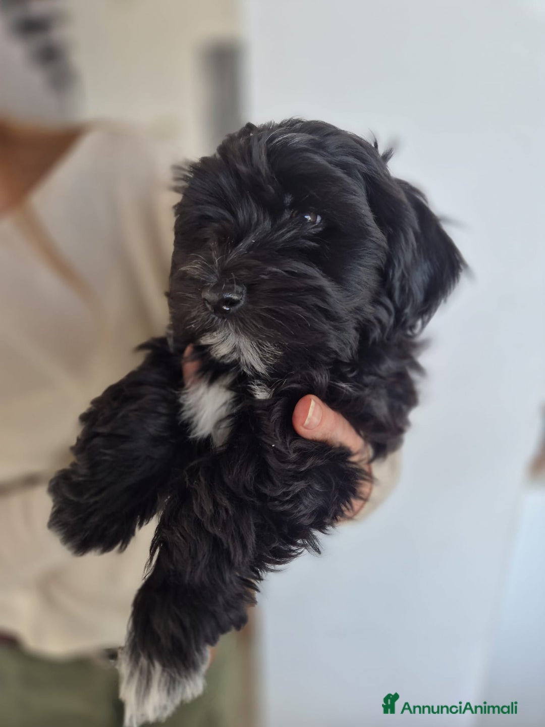 Bichon cani in vendita: CUCCIOLO BICHON HAVANAIS MASCHIO CON PEDIGREE ENCI - Annuncio 4