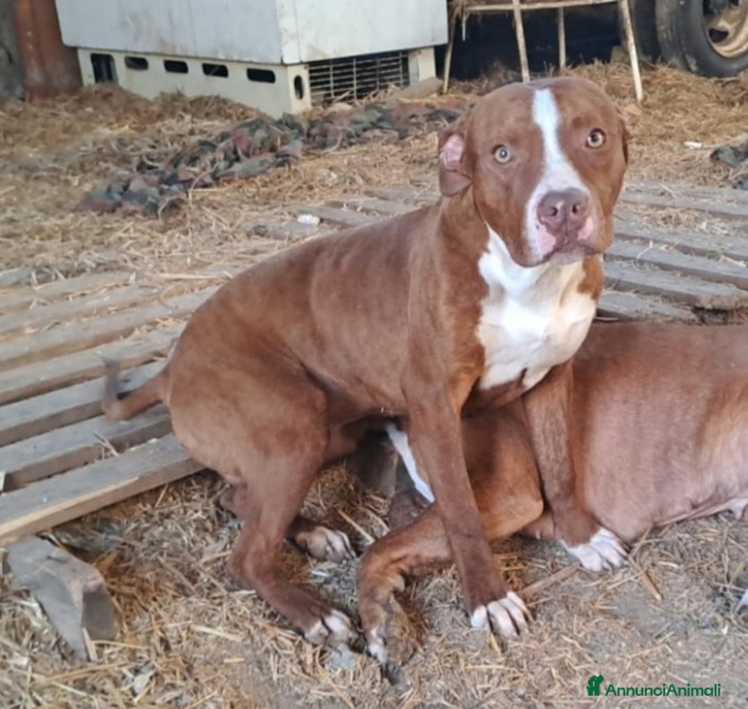 Pitbull cani in regalo: Pitbull 13/14mesi bello e buono SOS CASA COSENZA - Annuncio 5