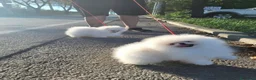 Volpino Pomerania cani in vendita: Volpini spitz pomerania toy - Annuncio 2