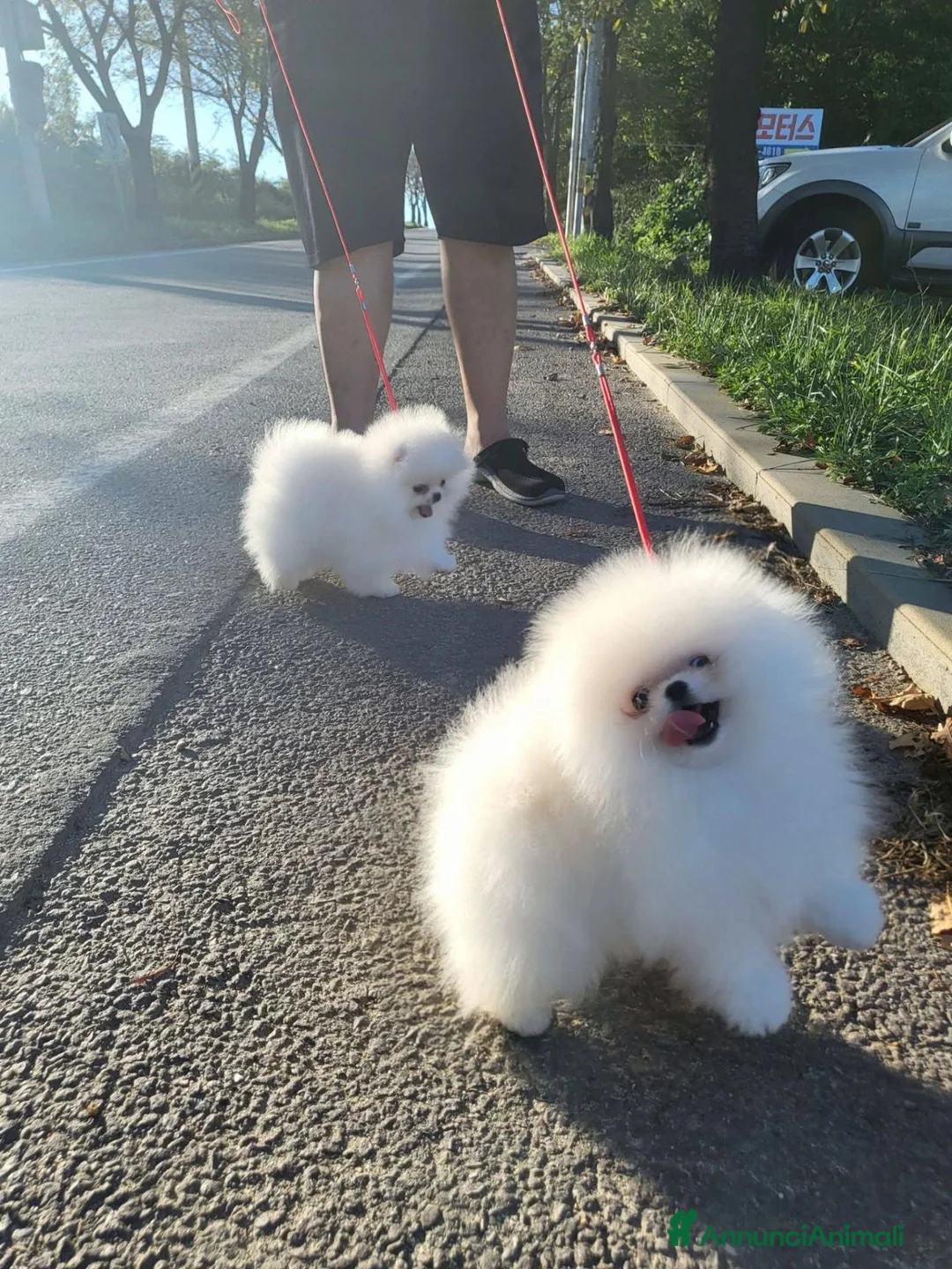 Volpino Pomerania cani in vendita: Volpini spitz pomerania toy - Annuncio 2