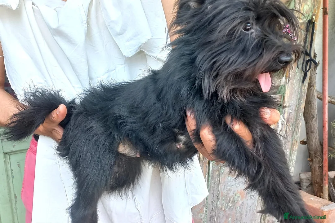 Mini Schnauzer cani in vendita: SCHNAUZER NANO  - Annuncio 1