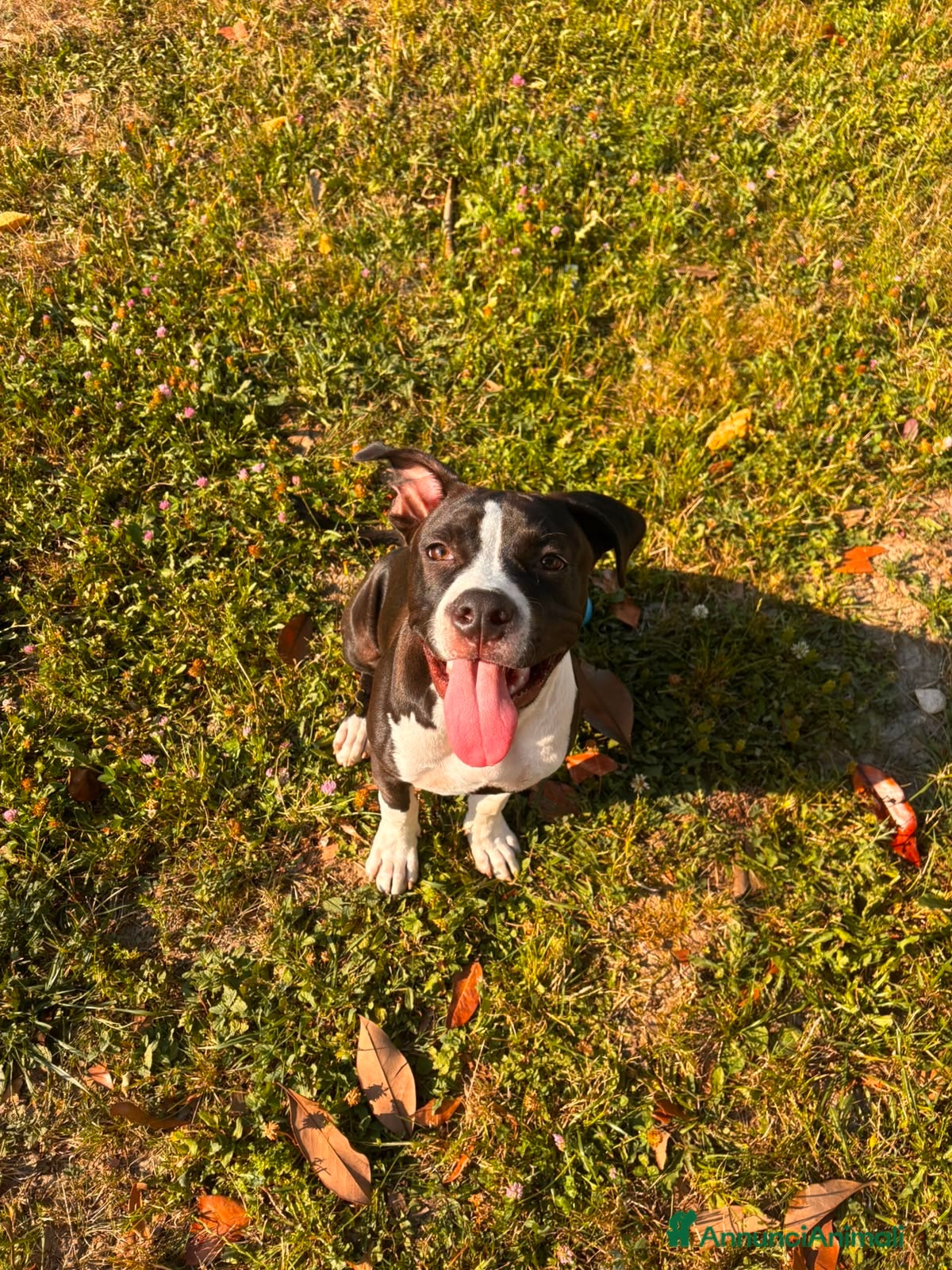 American Staffordshire cani American staffordshire terrier - Annuncio 8