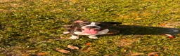 American Staffordshire cani in vendita: American staffordshire terrier a Provincia di Padova - Annuncio 1