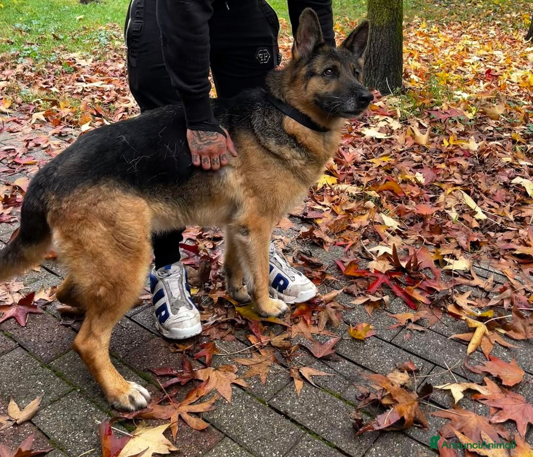 Pastore Tedesco cani in regalo: FEDERICA PASTORE TEDESCO - Annuncio 6