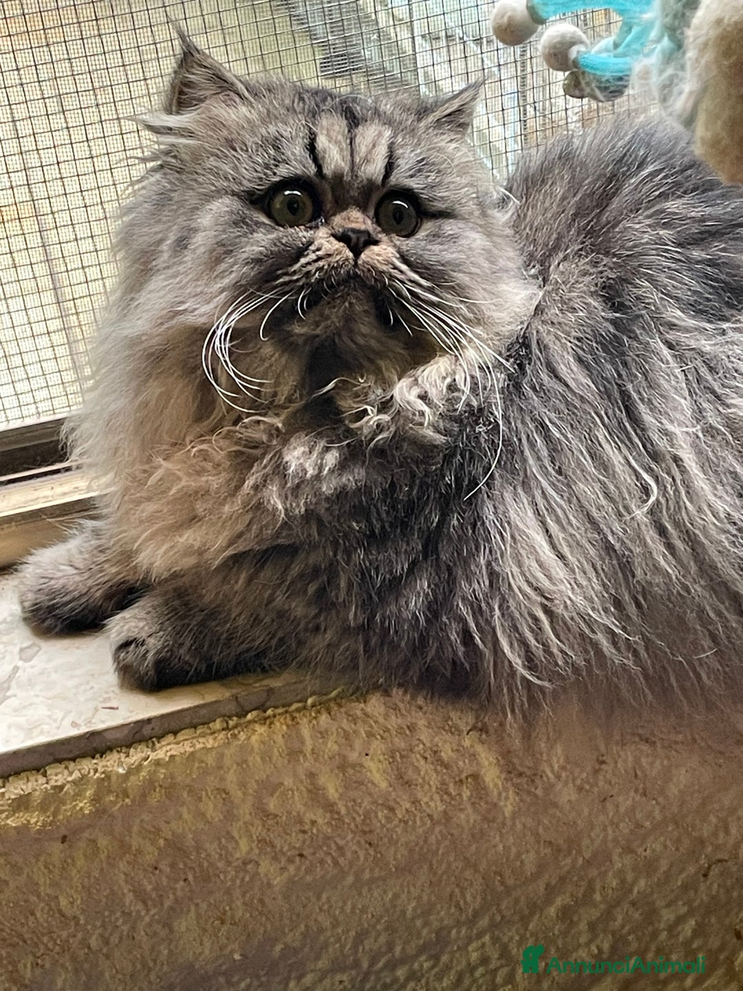 Persiano gatti in vendita: gatto persiano tabby con pedigree - Annuncio 5