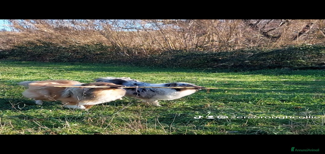 Immagine della galleria {{count}}