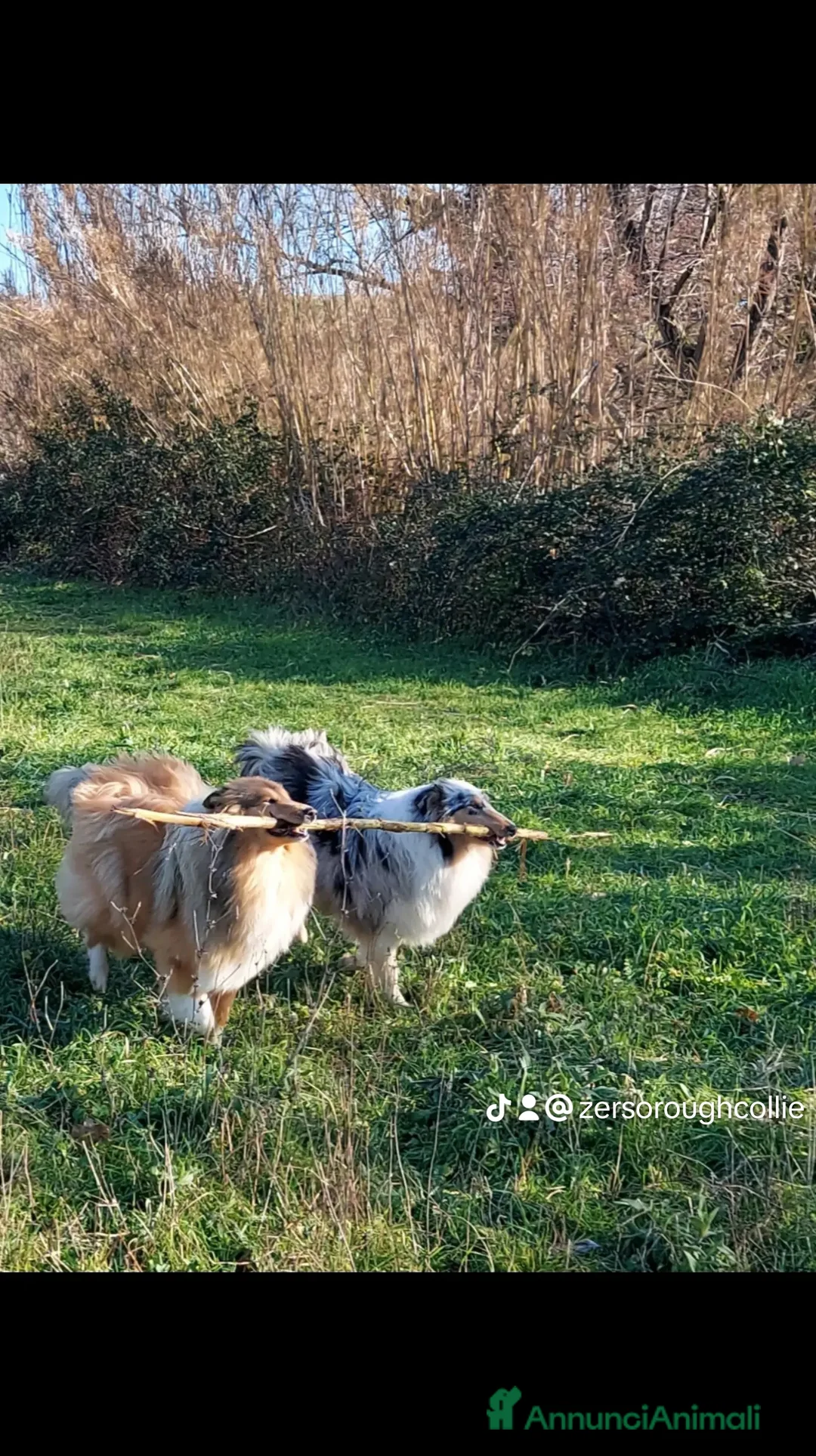 Immagine della galleria {{count}}