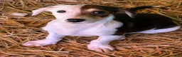Meticcio cani in regalo: FAN, timido cucciolo ZAMPACORTA! tg PICCOLA - Annuncio 3