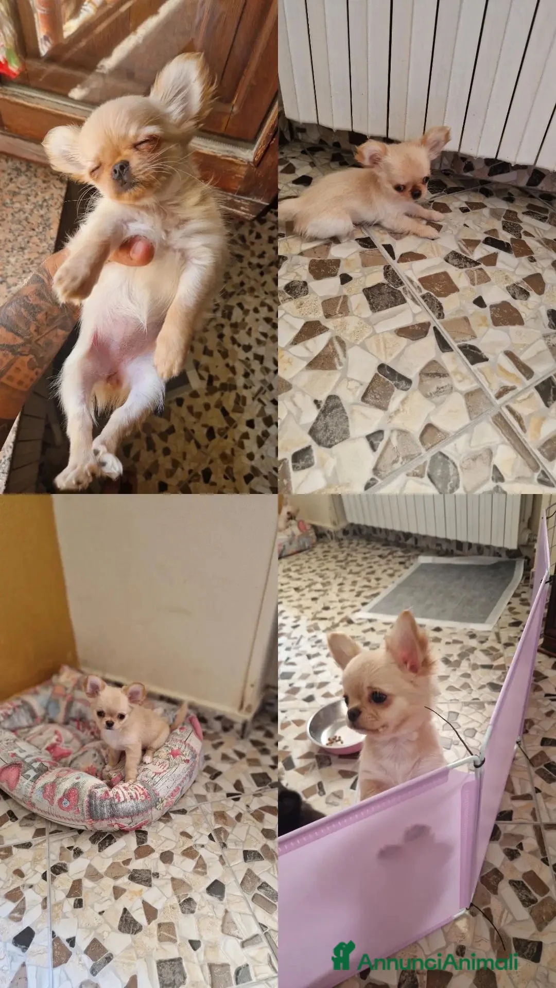 Chihuahua cani in vendita: Vendesi cucciolo chihuahua a pelo lungo a Provincia di Crotone - Annuncio 2
