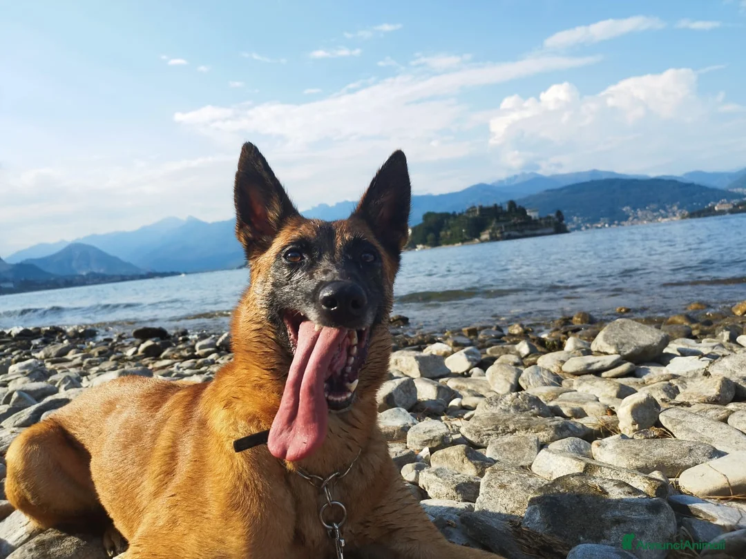 Immagine della galleria {{count}}