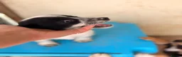 Meticcio cani in regalo: IL MORBIDO E DOLCE DUPLO a Città metropolitana di Roma Capitale - Annuncio 5