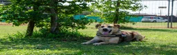 Meticcio cani in regalo: ARISTIDE - Annuncio 4