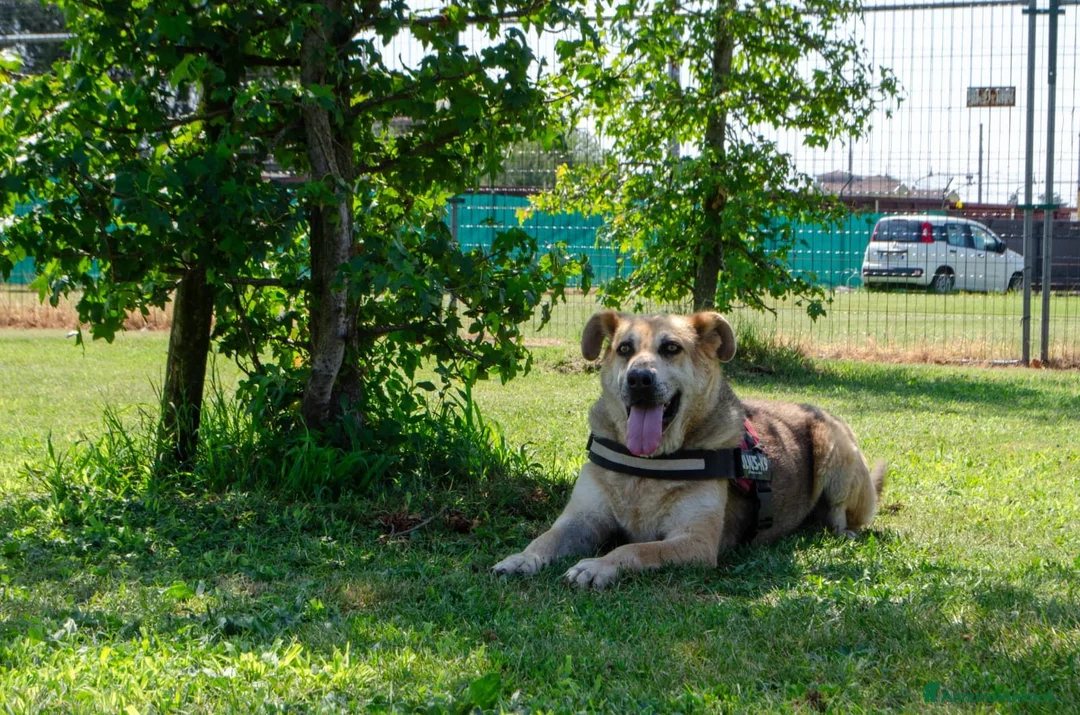 Meticcio cani in regalo: ARISTIDE - Annuncio 4