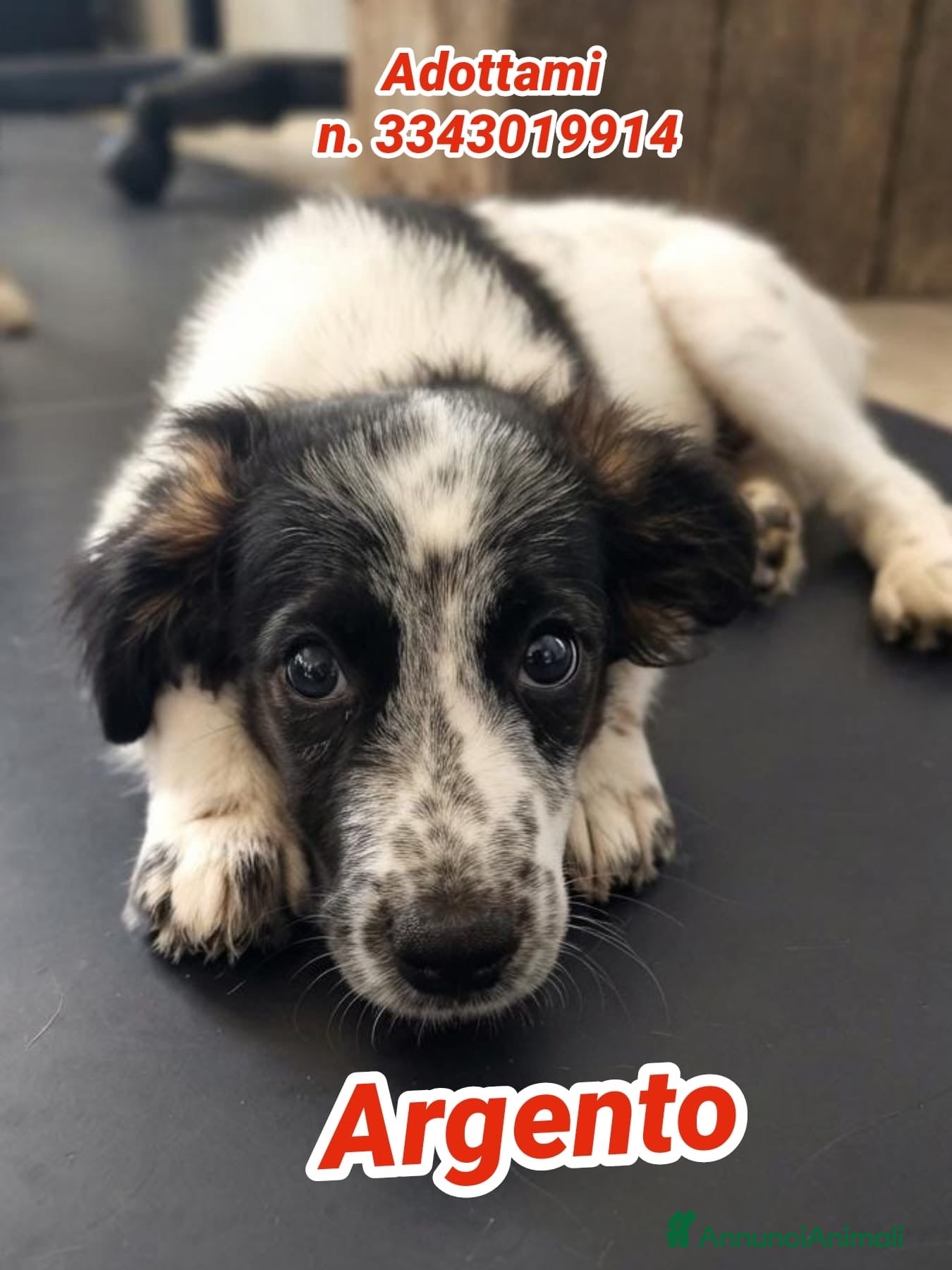 Meticcio cani ARGENTO 💙 IL COMPAGNO CHE ASPETTAVI - Annuncio 33