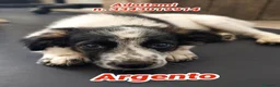 Meticcio cani in regalo: ARGENTO 💙 IL COMPAGNO CHE ASPETTAVI - Annuncio 1
