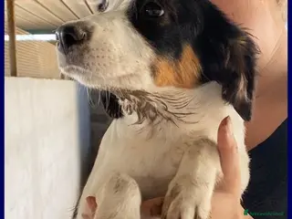 Meticcio cani FILADELFIA dolcissima tg mediopicc. - Annuncio 6