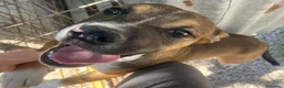 Pitbull cani in regalo: MI ADOTTI? a Città metropolitana di Roma Capitale - Annuncio 11