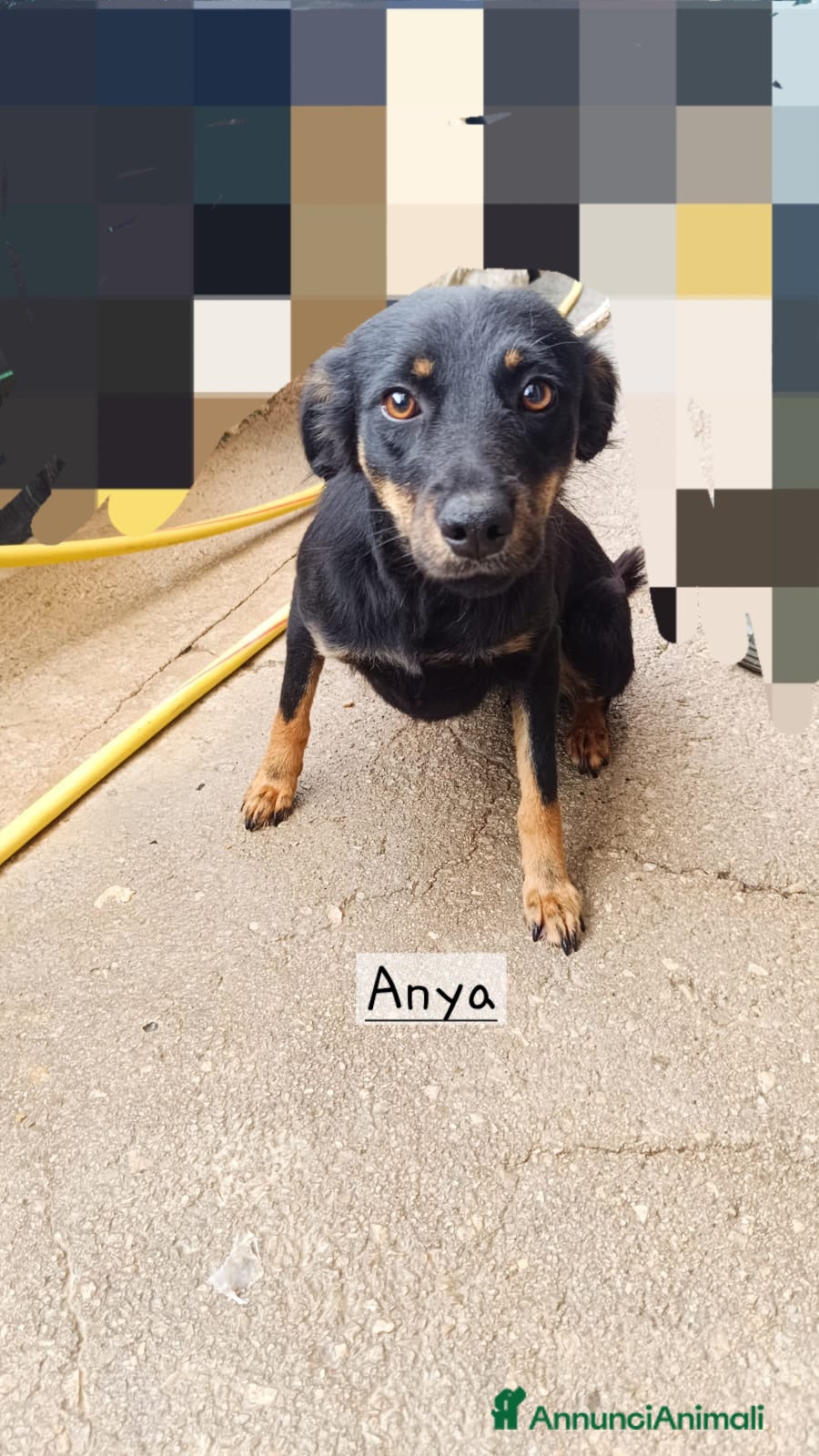 Meticcio cani Cagnoline taglia piccola  - Annuncio 2