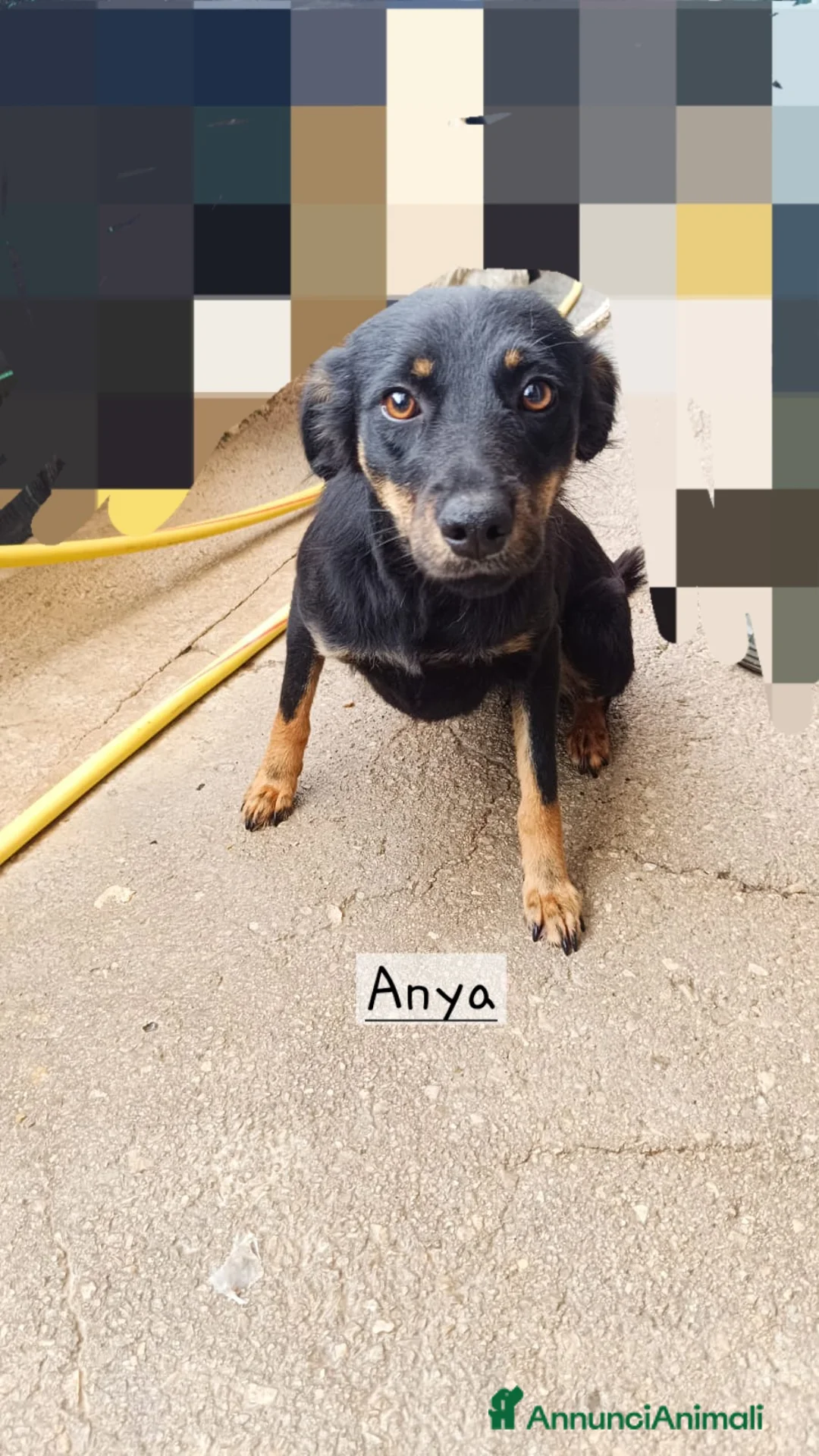 Meticcio cani in regalo: Cagnoline taglia piccola  - Annuncio 2