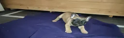 Bulldog Francese cani in vendita: Ultima cucciola di Bulldog francese cream - Annuncio 22