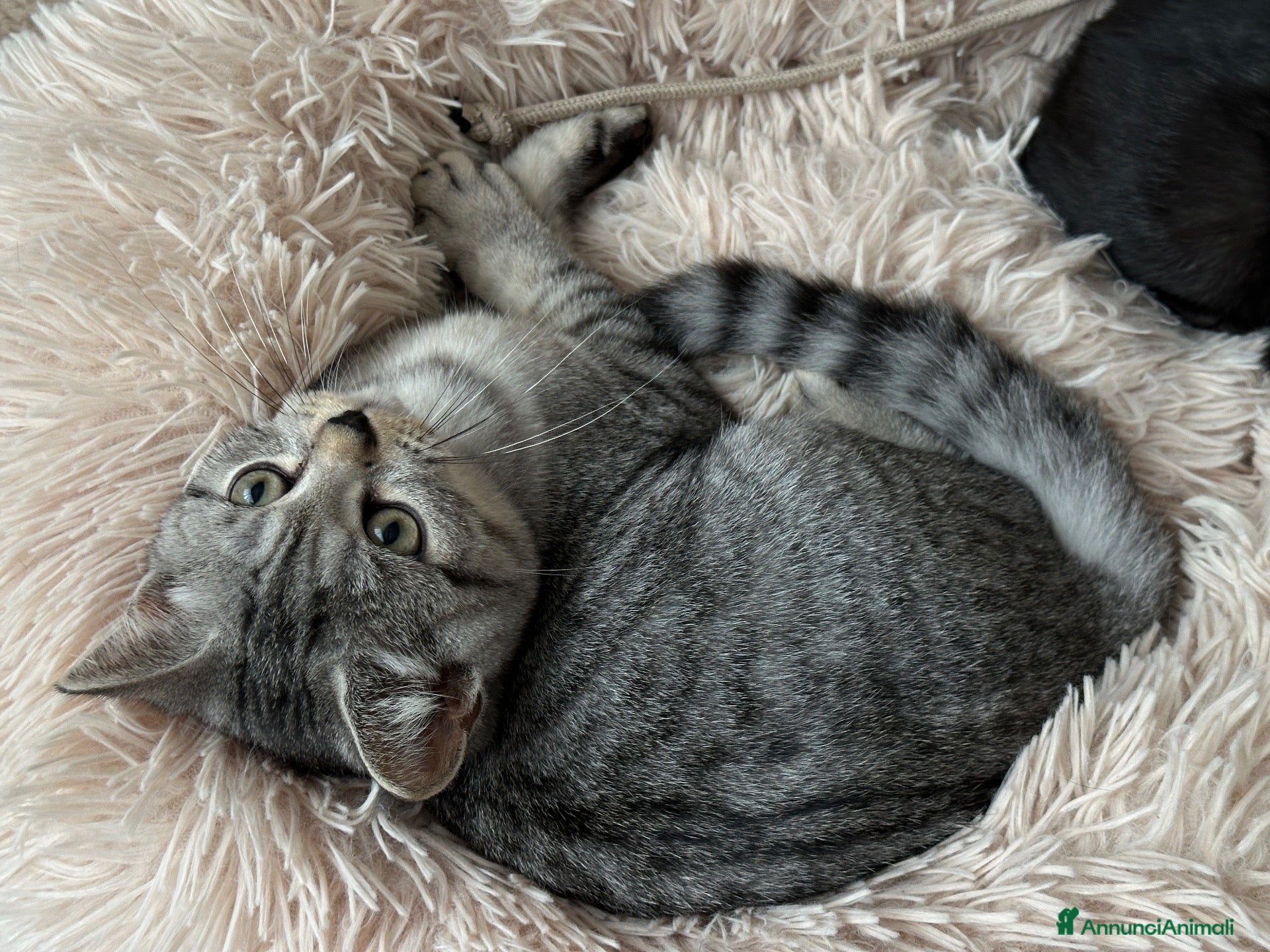 British gatti Dolcissimo cucciolo British/Scottish tigrato - Annuncio 11