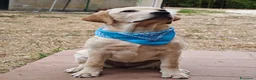 Labrador cani in vendita: Cucciola di Labrador retriever - Annuncio 1