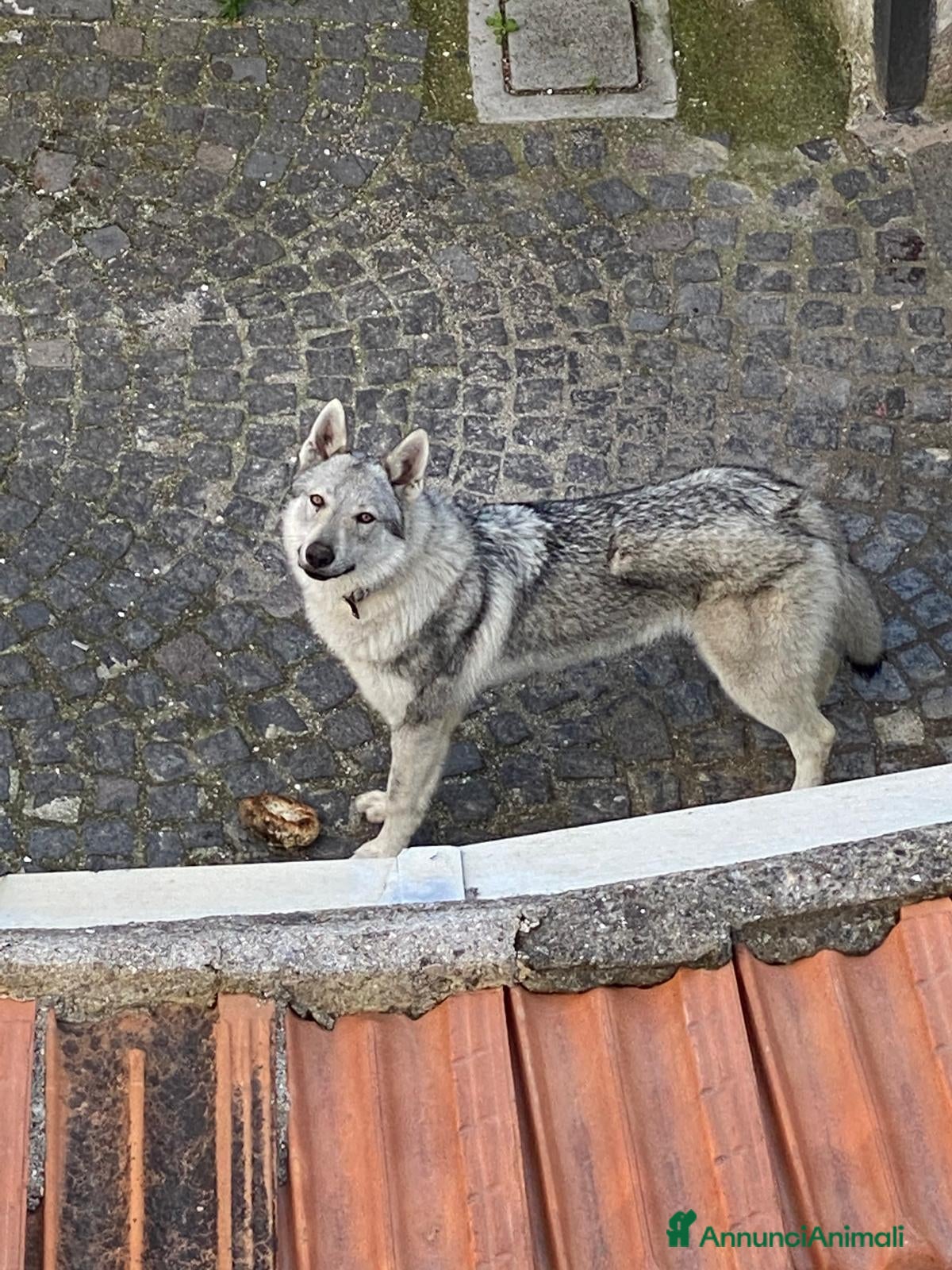 Lupo Cecoslovacco cani Cane Lupo Cecoslovacco  - Annuncio 12