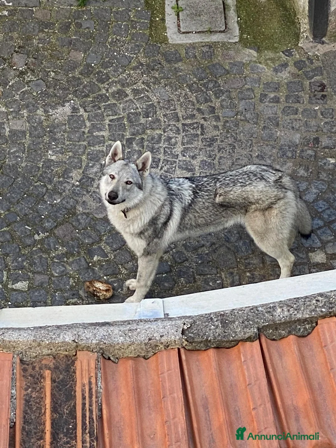 Lupo Cecoslovacco cani in regalo: Cane Lupo Cecoslovacco  a Città Metropolitana di Napoli - Annuncio 1