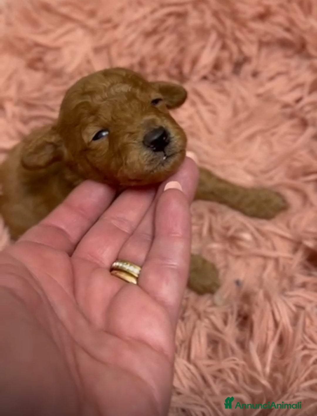 Barboncino cani in vendita: Barboncini cuccioli  a Provincia di Treviso - Annuncio 7