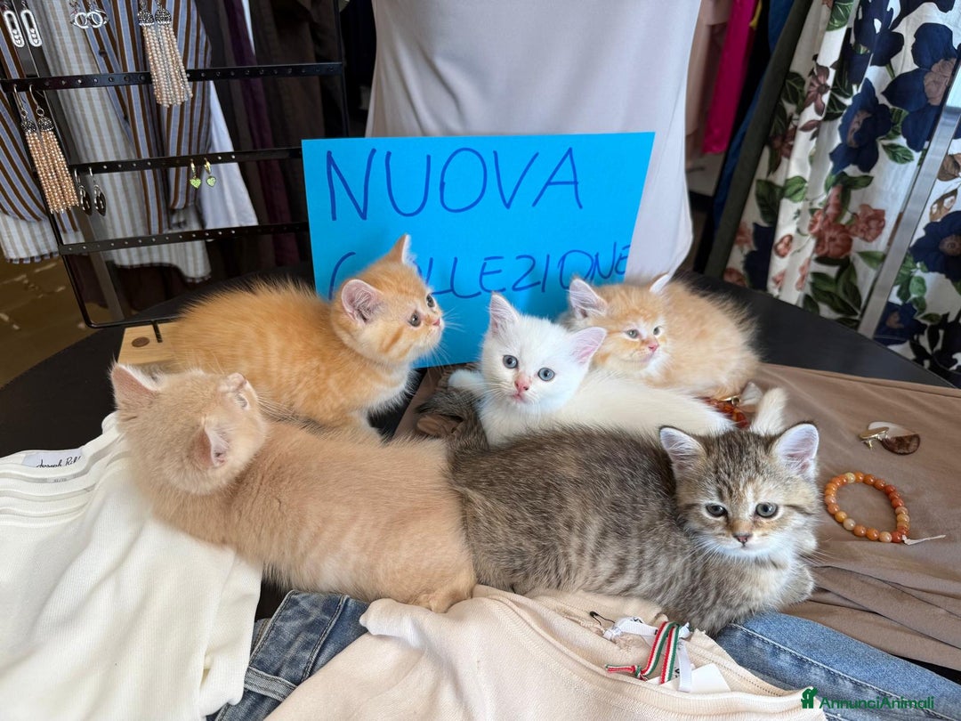 Scottish gatti in vendita: Gattini Scottish Straight  a Provincia di Modena - Immagine 9