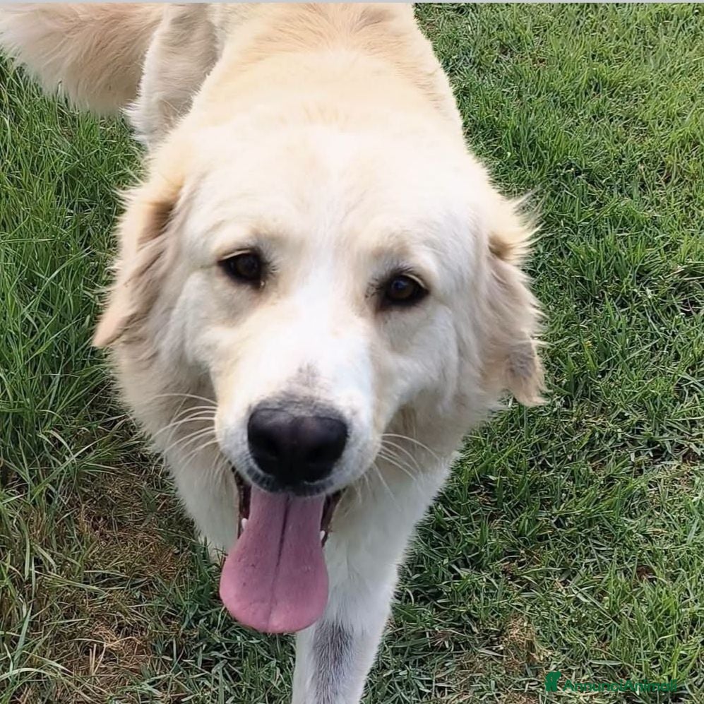 Meticcio cani Astra, derivata Golden retriever in adozione  - Annuncio 3