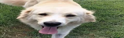 Meticcio cani in regalo: Astra, derivata Golden retriever in adozione  - Annuncio 1