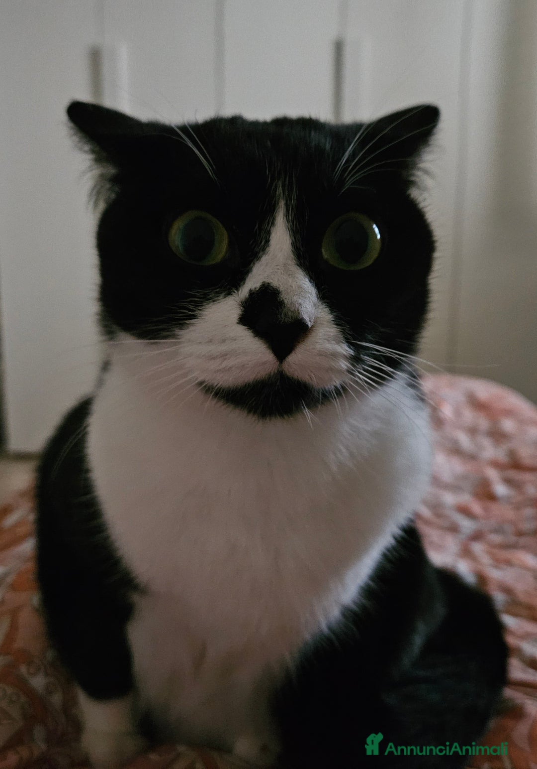 Europeo gatti in regalo: Regalo gatta di 3 anni - Annuncio 2