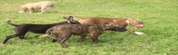 Pitbull cani in vendita: Cuccioli di Pit Bull anche a rate - Annuncio 13