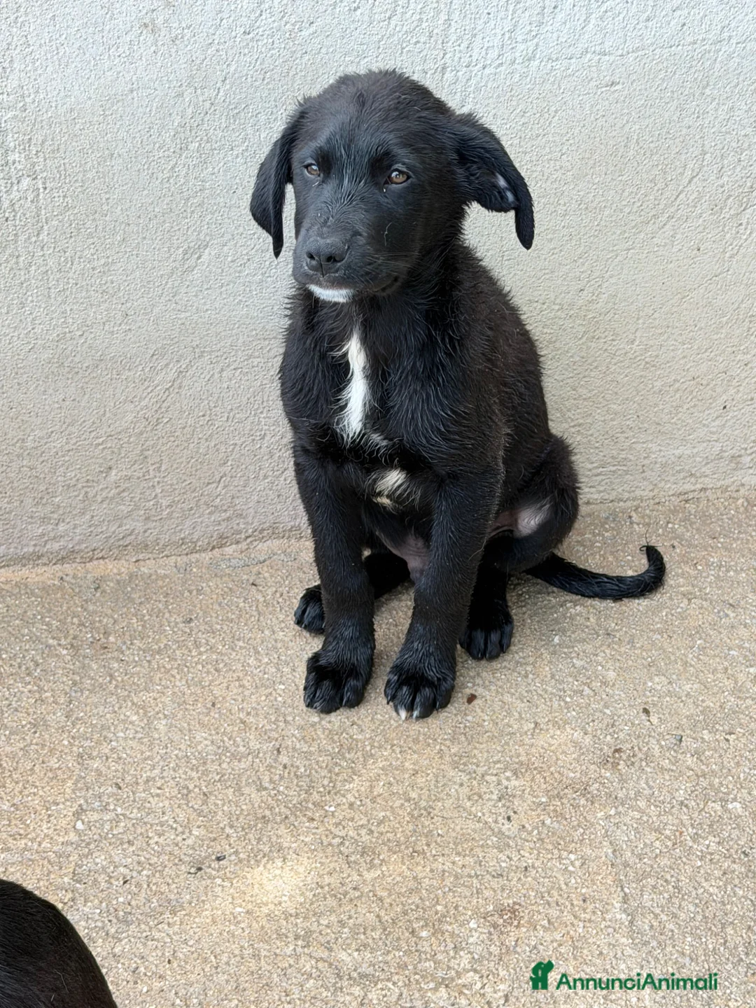Meticcio cani in regalo: Max tg media a Città Metropolitana di Torino - Annuncio 1