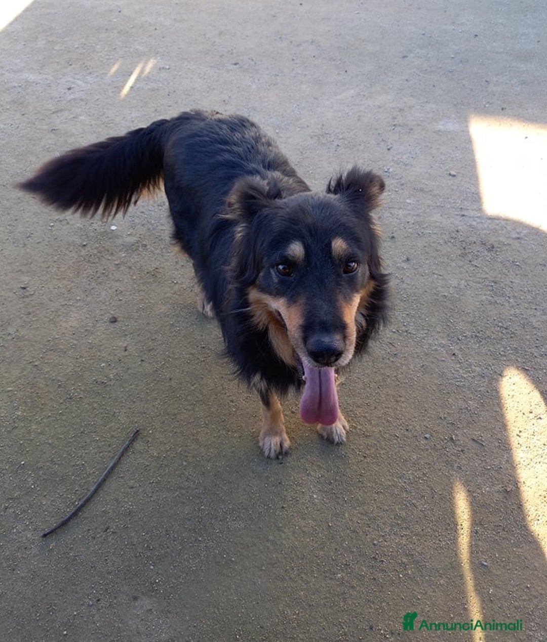 Meticcio cani in regalo: buonissimo will in regalo col cuore a Città metropolitana di Catania - Annuncio 5