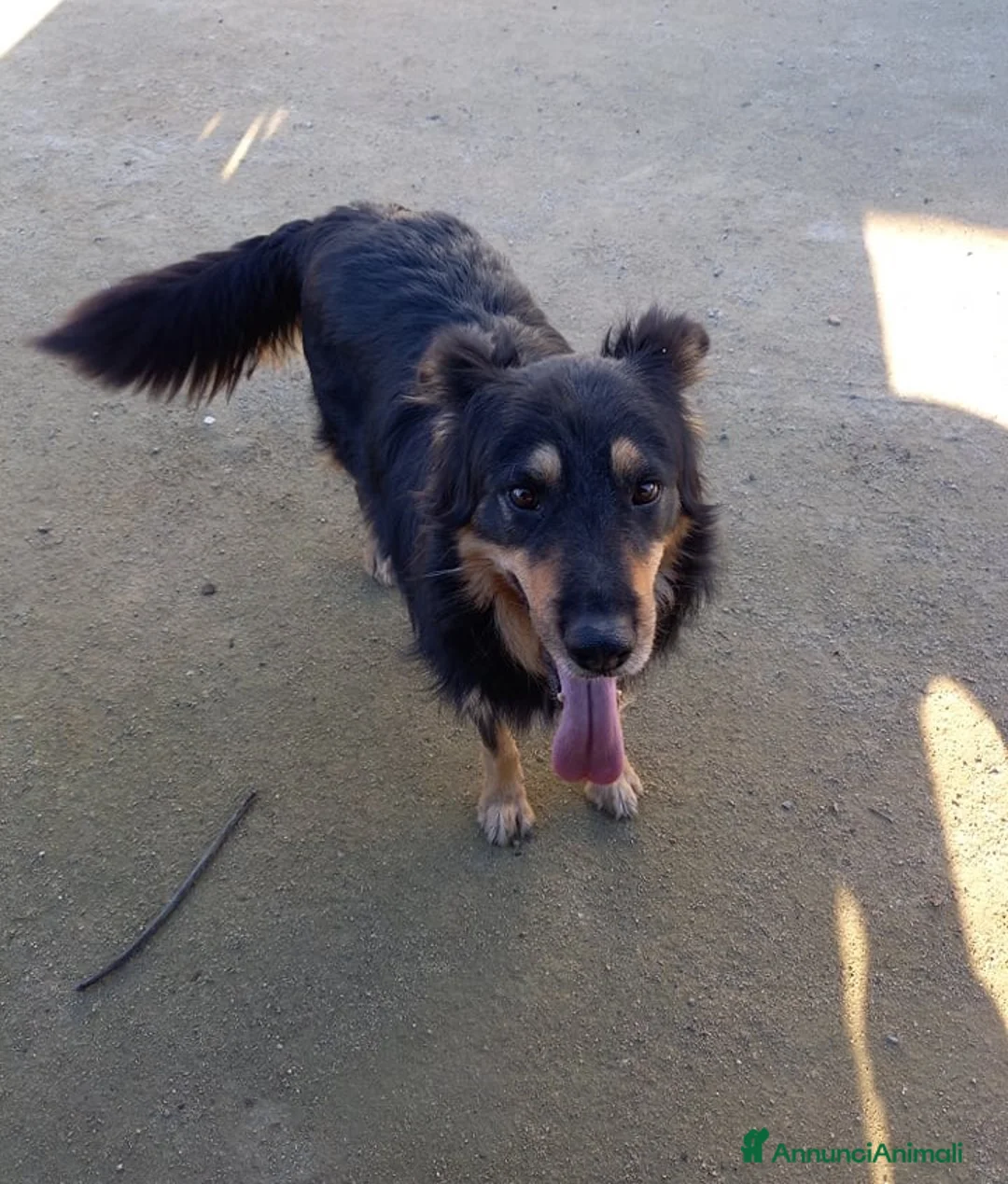 Meticcio cani in regalo: buonissimo will in regalo col cuore a Città metropolitana di Catania - Annuncio 5