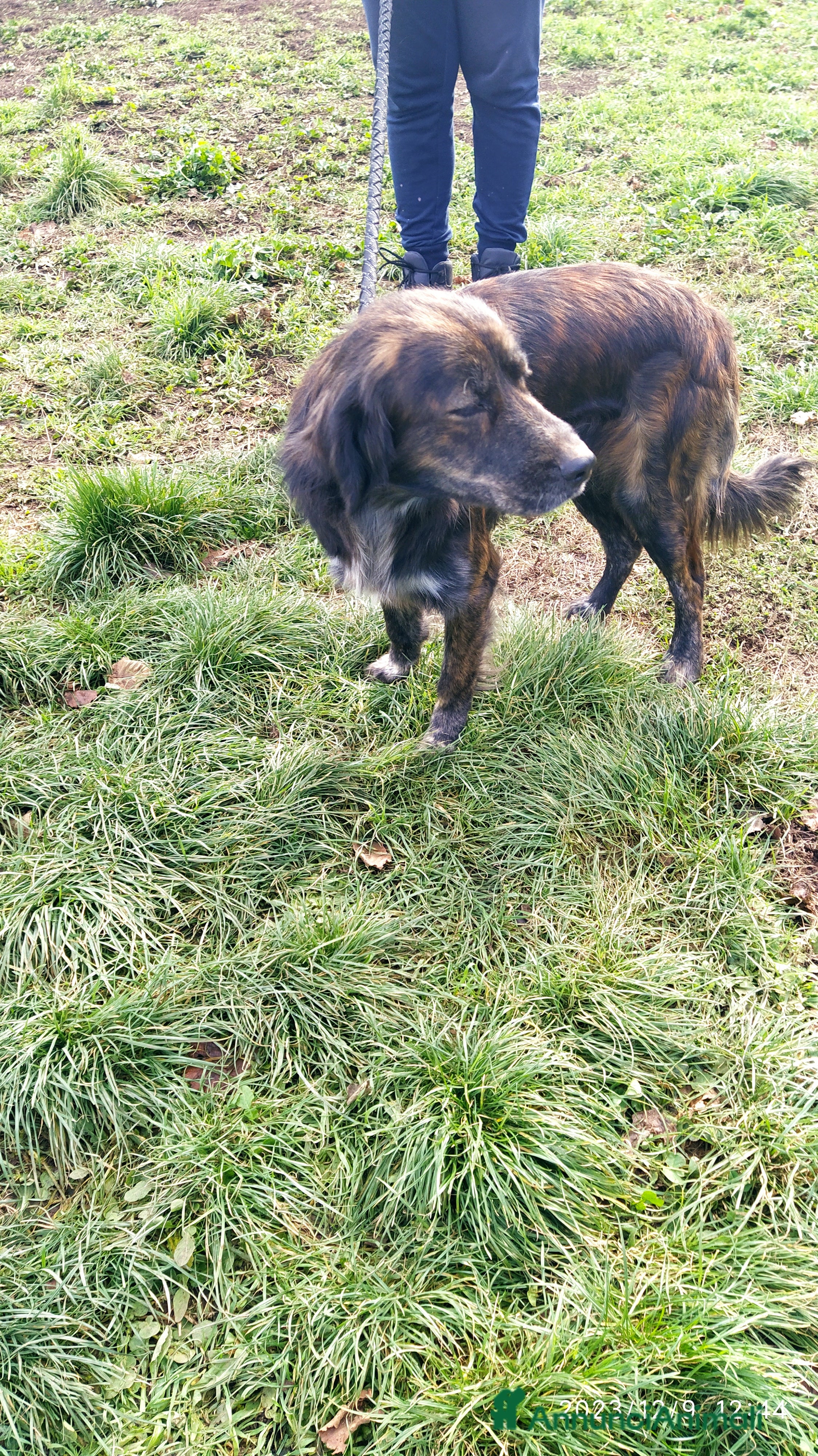 Meticcio cani Fantastico fred a Provincia di Viterbo - Annuncio 2