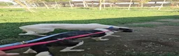 Meticcio cani in regalo: Kira: dolcissima, cessione di proprietà  - Annuncio 6