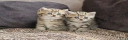 British gatti in vendita: British shorthair e longhair  - Annuncio 8