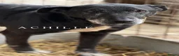 Meticcio cani in regalo: ACHILLE, nonnino triste abbandonato in canile. - Annuncio 6