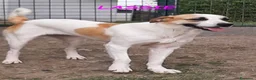 Meticcio cani in regalo: LASSIE simpatica e socievole a Città Metropolitana di Torino - Annuncio 2