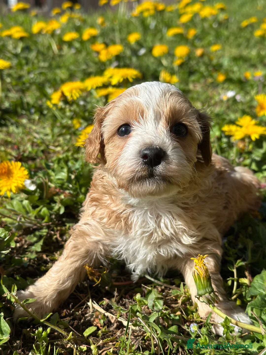 Maltipoo cani in vendita: Cucciola di Maltipoo - Annuncio 2
