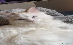 Ragdoll gatti per accoppiamento: Gatto Ragdoll in cerca di una Gatta a Città metropolitana di Milano - Immagine 1
