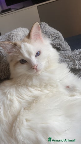 Ragdoll gatti a Città metropolitana di Milano - Annuncio 17