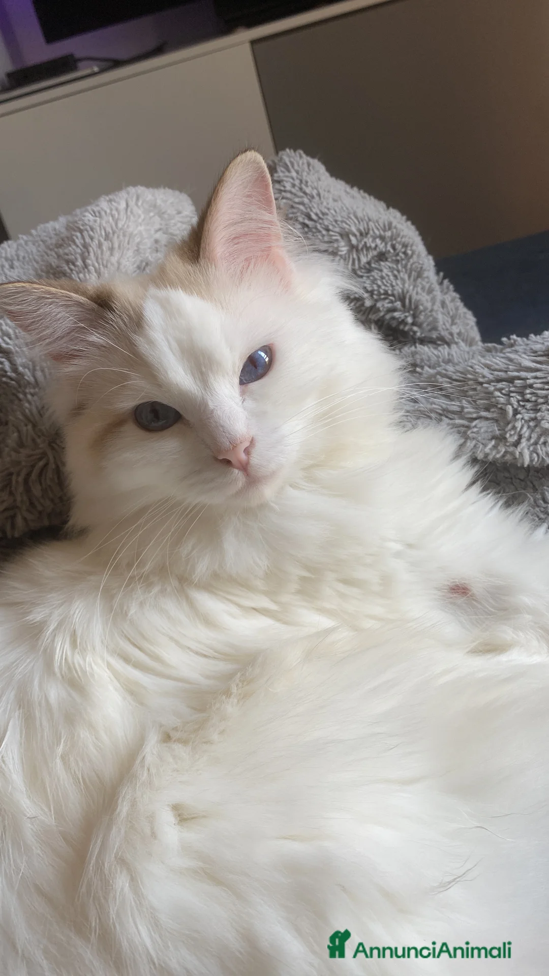 Ragdoll gatti per accoppiamento: Gatto Ragdoll in cerca di una Gatta a Città metropolitana di Milano - Annuncio 1