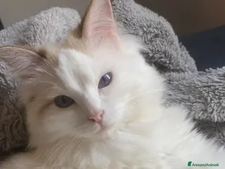 Ragdoll gatti Gatto Ragdoll in cerca di una Gatta a Città metropolitana di Milano - Annuncio 3