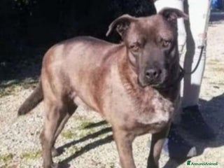 Meticcio cani Ruben 5anni nessuno lo sceglie, occhi tristi.LECCE a Città metropolitana di Milano - Annuncio 5