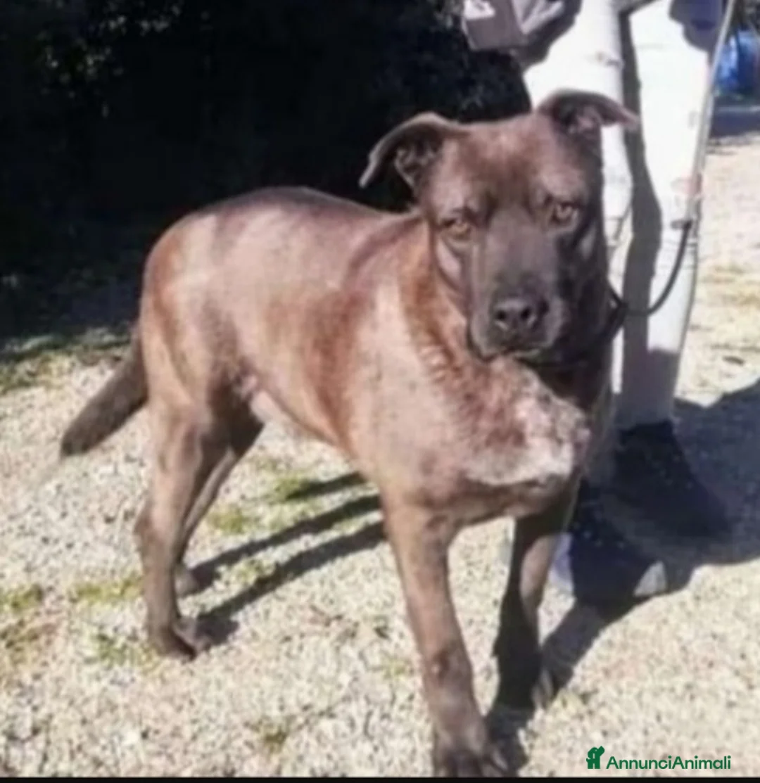 Meticcio cani in regalo: Ruben 5anni nessuno lo sceglie, occhi tristi.LECCE a Città metropolitana di Milano - Annuncio 1