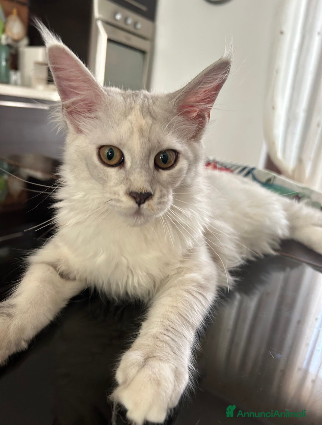 Maine Coon gatti in vendita: Maine Coon femmina 7 mesi con pedigree  - Annuncio 15